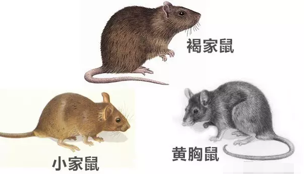 老鼠的种类图片及名称图片