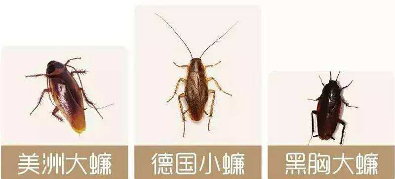 蟑螂 广东省健卫病媒预防控制中心 普通合伙